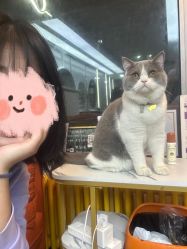 -和木形象