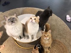 -Heymao猫咖.咖啡厅(东门店)
