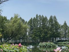 -金银湖国家城市湿地公园