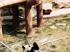 -沈阳森林动物园