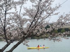 -羊山湖公园