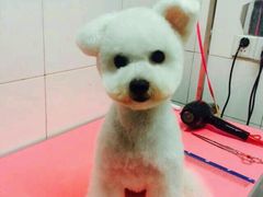 -喵宠乐园·撸猫互动·猫舍