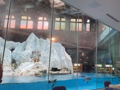 -帝企鹅自助餐厅•儿童岛•真企鹅(长隆企鹅酒店)