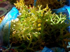 -仙本那小型鱼市