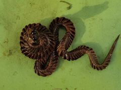 -兰溪地下长河