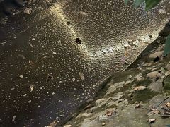 -凤来栖·净庭院·火锅(欧尚店)