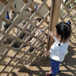 -萌宠亲子动物乐园(槐房万达店)