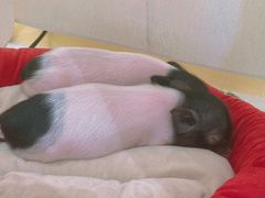 小猪猪-RU DUCK柯尔鸭公社·撸鸭俱乐部·羊驼·小香猪