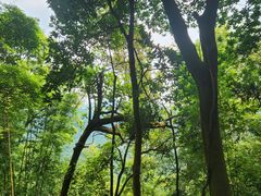 -广州市帽峰山景区