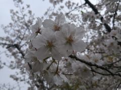 -新江湾城公园