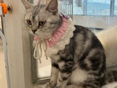 -共舞时光猫咖·狗咖(新街口店)