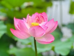 -陈家山荷花公园