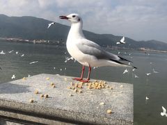 -海埂大坝