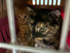 -关爱动物医院·心脏·中兽医·异宠(金牛路分院)