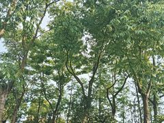 -春花秋色城市公园