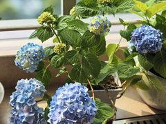 -双季花艺园艺市场(浦东店)