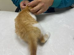 -中农国际动物医院24小时·猫科·骨科·急重症中心