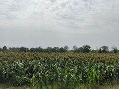 -三圣花乡旅游区