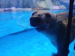 -上海海昌海洋公园-冰山北极馆