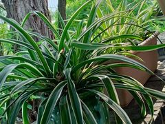 -小湾茶楼