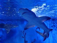 -太平洋海底世界