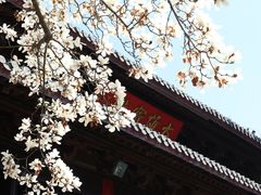 -灵谷景区