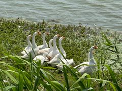 -洪湖湿地生态园