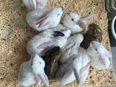 -FAIRYLAND龙族星球主题餐厅(凯丹广场店)