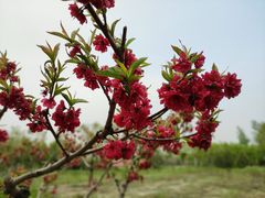 -大兴滨河森林公园