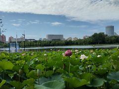 -莲花池公园