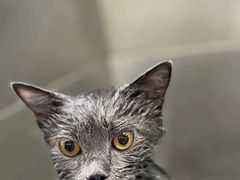 -欧奕国际动物医院