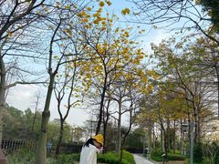 -王借岗森林公园