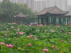 -莲花池公园