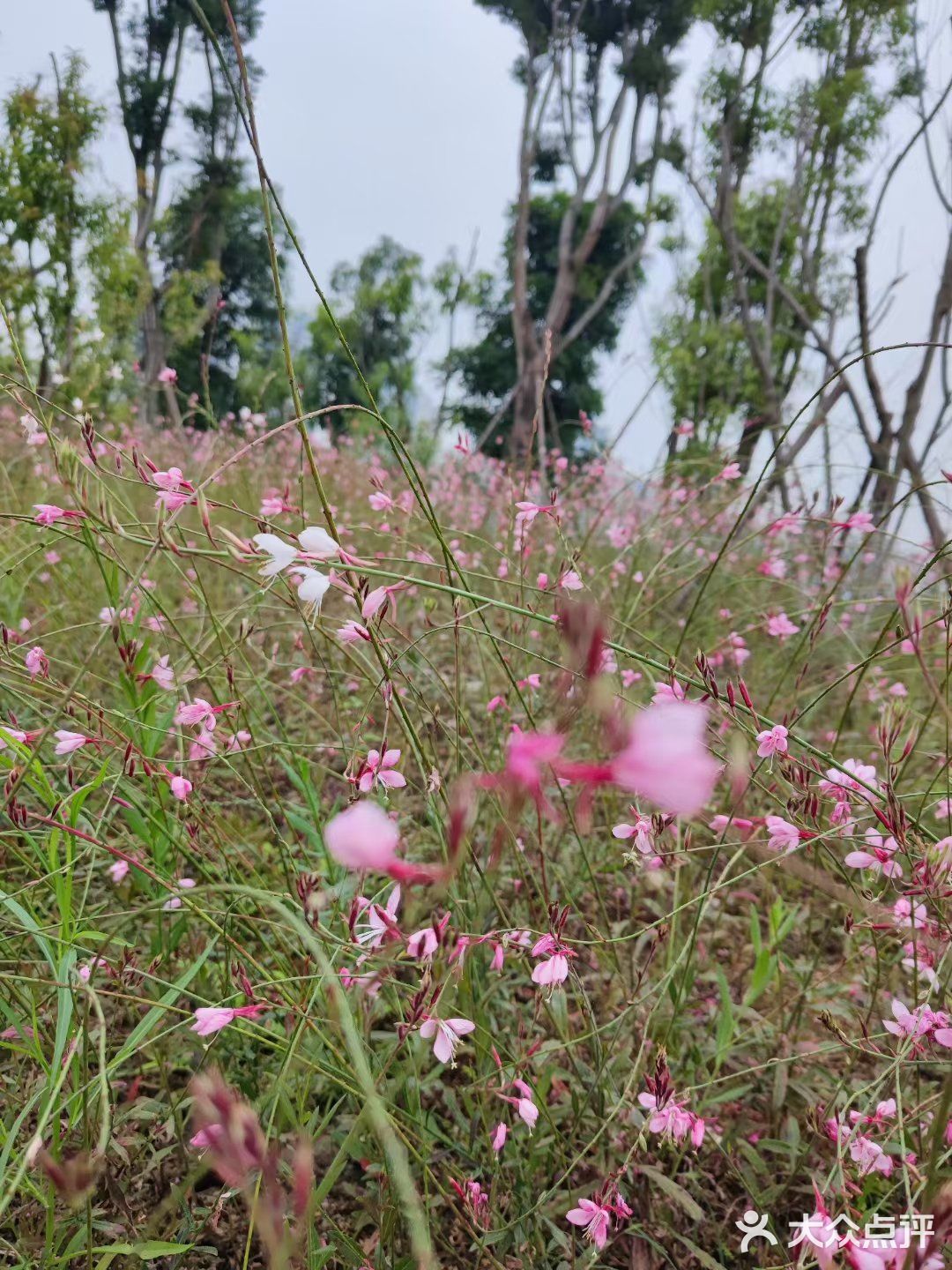 成都市区小众景点，向日葵花海。