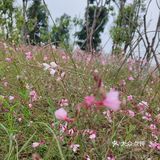 成都市区小众景点，向日葵花海。