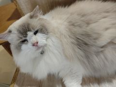 -藏猫猫咖啡主题馆(中央大道店)