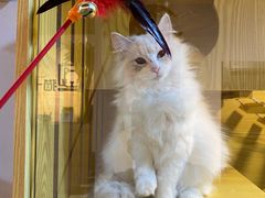-猫十亿·布偶金渐层·曼基康矮脚猫舍(青年路店)