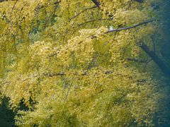 -三里屯东五街银杏大道