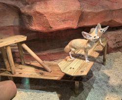 -Zoolung Zoolung动物主题公园(海信广场店)