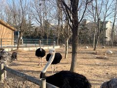 -大连森林动物园