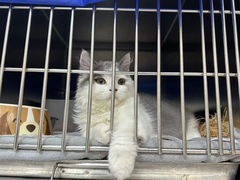 -中农大我爱我爱动物医院·核磁CT·猫病·24小时夜诊中心(石佛营店)
