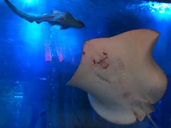 -迪拜帆船酒店海底餐厅