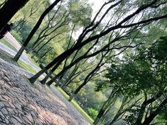 -柳浪闻莺公园