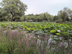 -咸阳湖景区