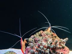 -暹罗海洋世界