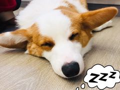 -浣熊柯尔鸭土拨鼠·电玩咖