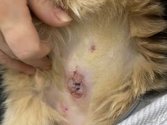 -派特宠物医院(圆融广场店)