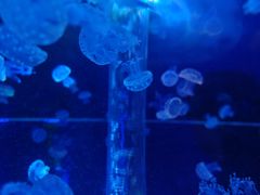 -海合安武汉极地海洋公园
