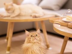 -猫腻·猫咖·撸猫馆(星光大道店)