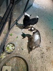 -酷嗒动物文化乐园(cutezoo西溪乐天城店)